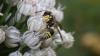 Ancistrocerus sp.